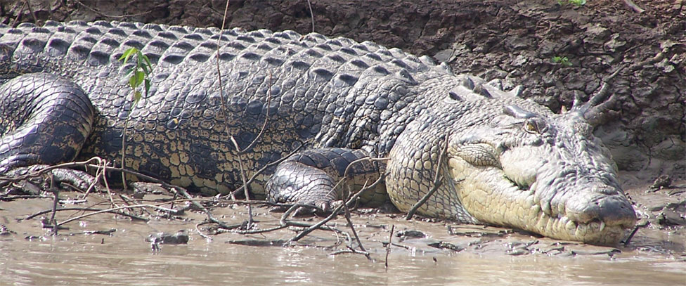 Kakadu Crocodile Cruises - Yellow Water Cruises - Cooinda